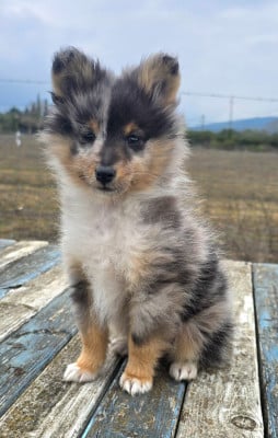 Les chiots de Shetland Sheepdog