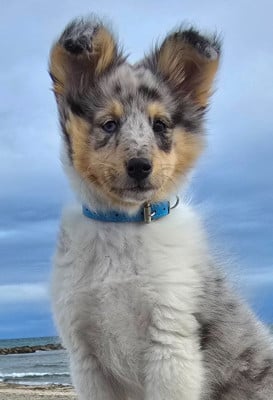 Les chiots de Shetland Sheepdog