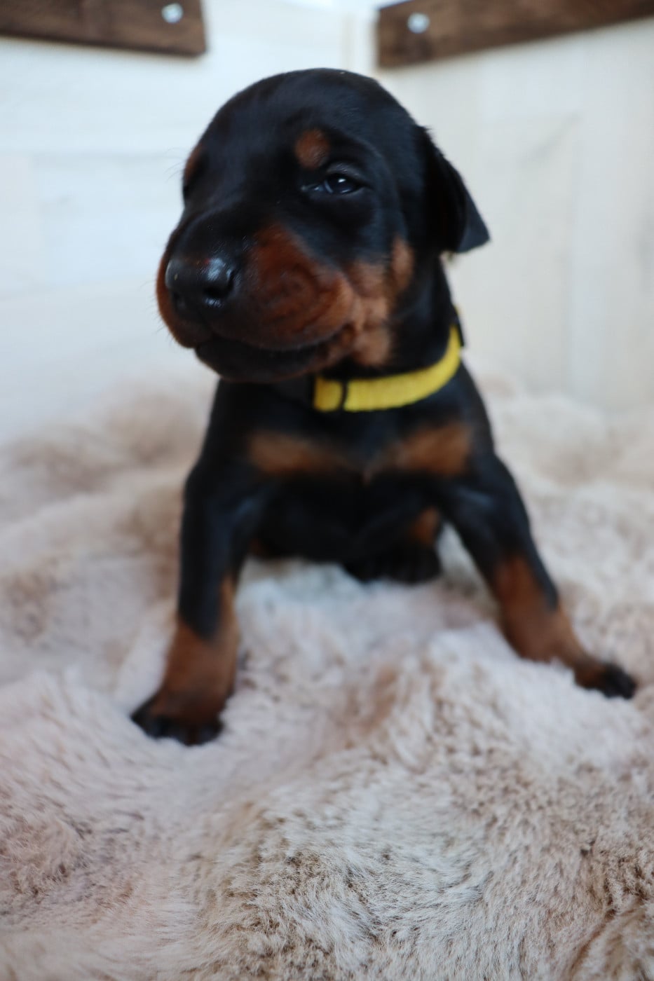 SPA du Roannais - Funky est un mâle castré, type Doberman/Beauceron (taille  grande) né en 2016. Funky déborde d'énergie et aura besoin de belles  balades afin de se dépenser et être bien, image size:933x1400