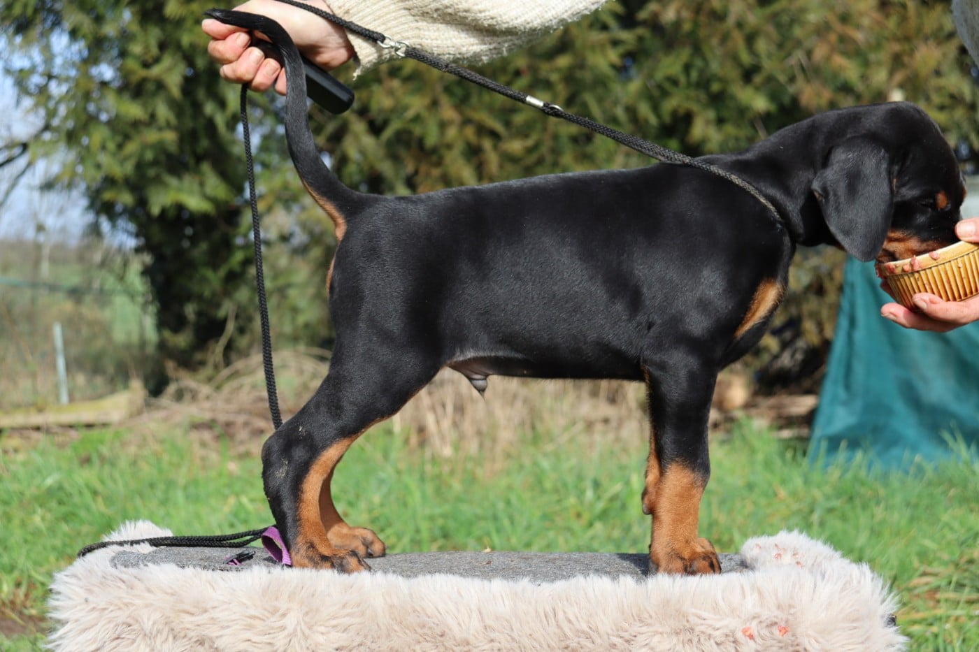 Azog Uruk dit "Archimede"