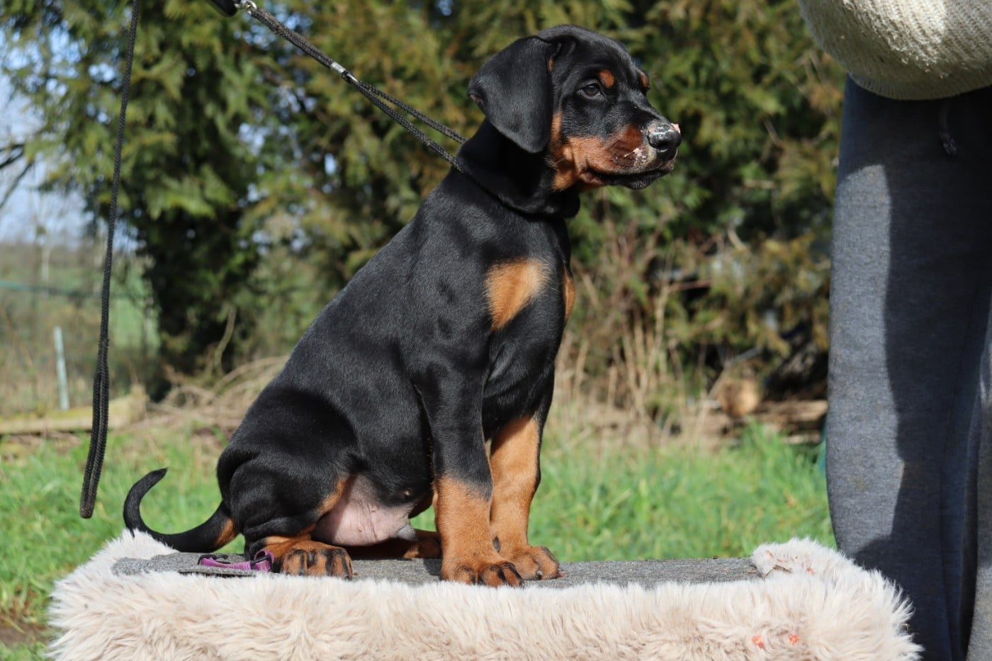 Azog Uruk dit "Archimede"