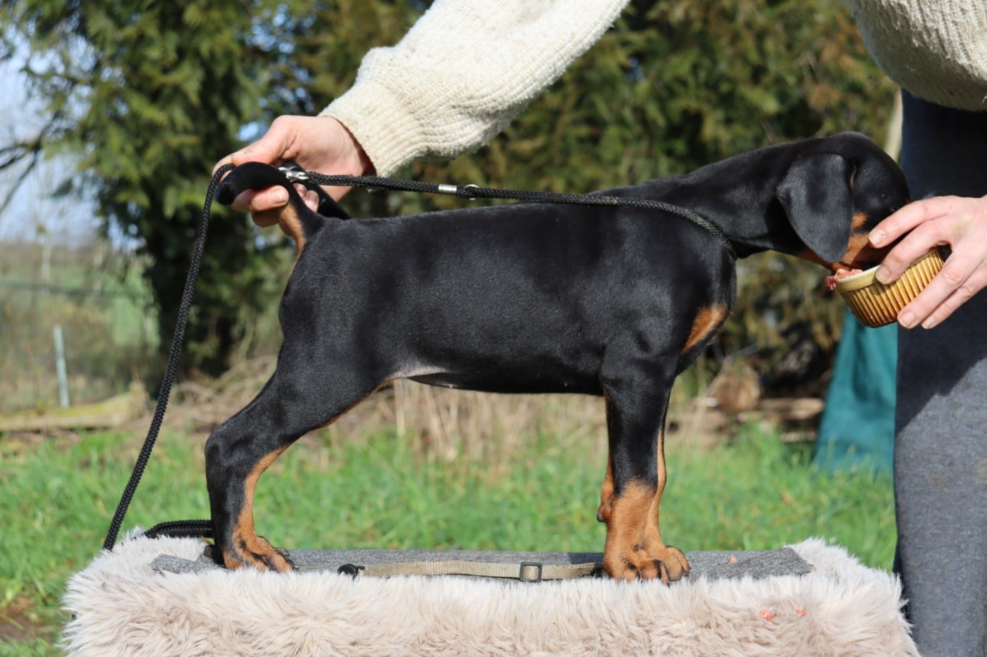 Dobermann - Du temple de kali