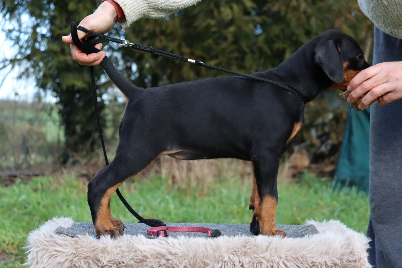 Artanis Nerwen Astrid dite "Astrid"