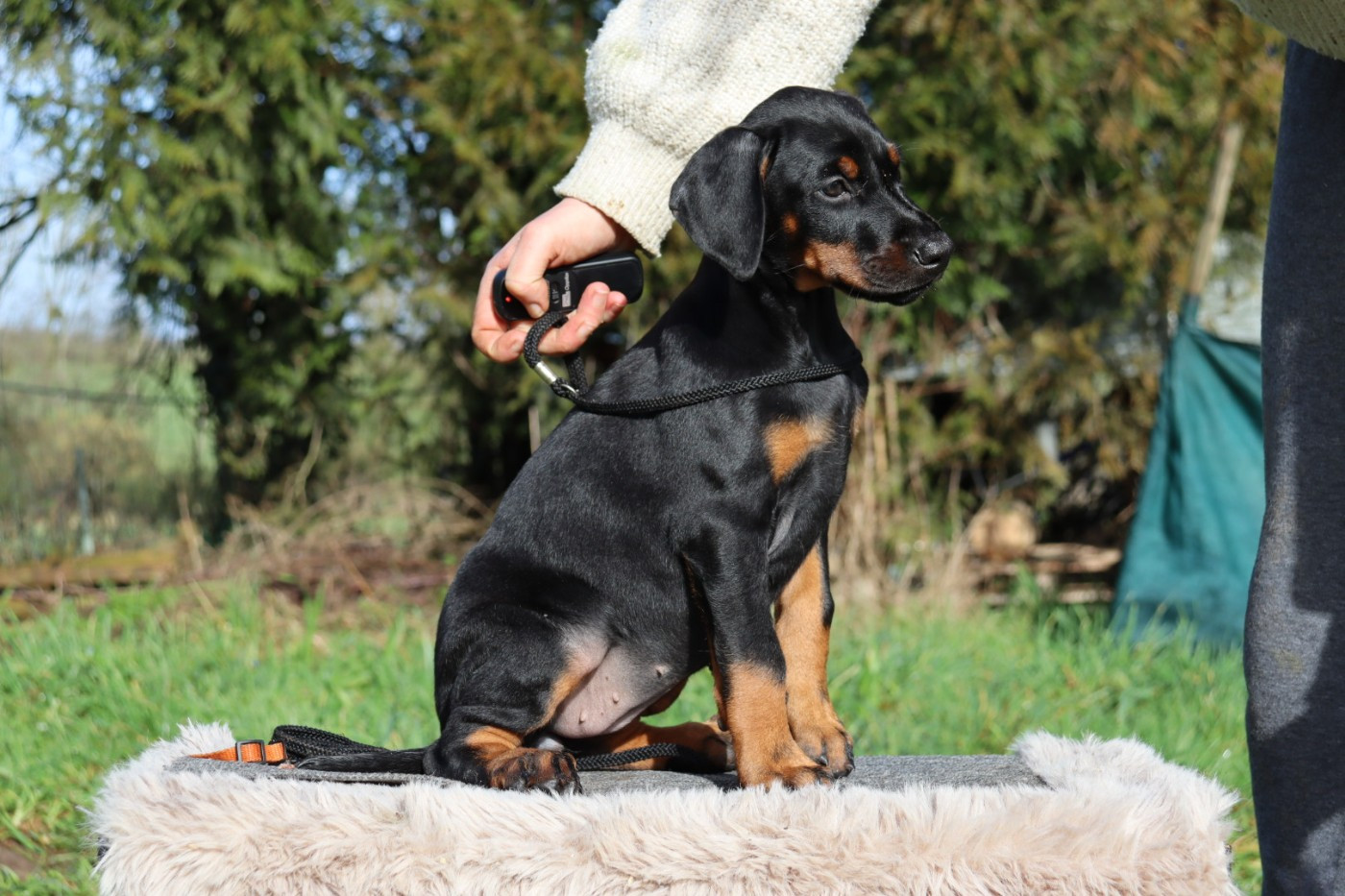 Amaterasu O Mi Kami dite "Mika"