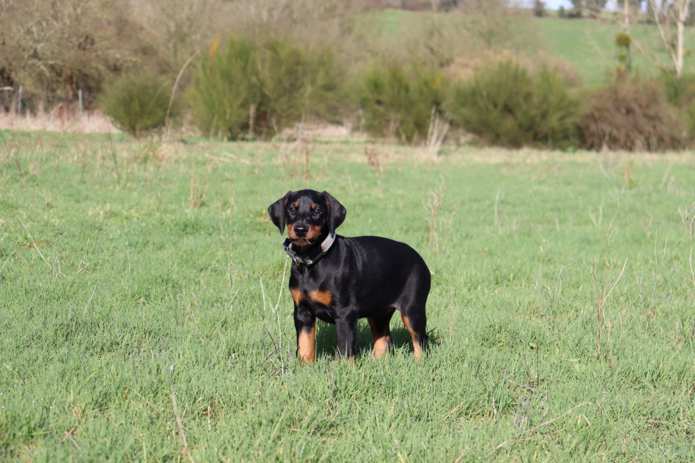Femelle Collier GRIS