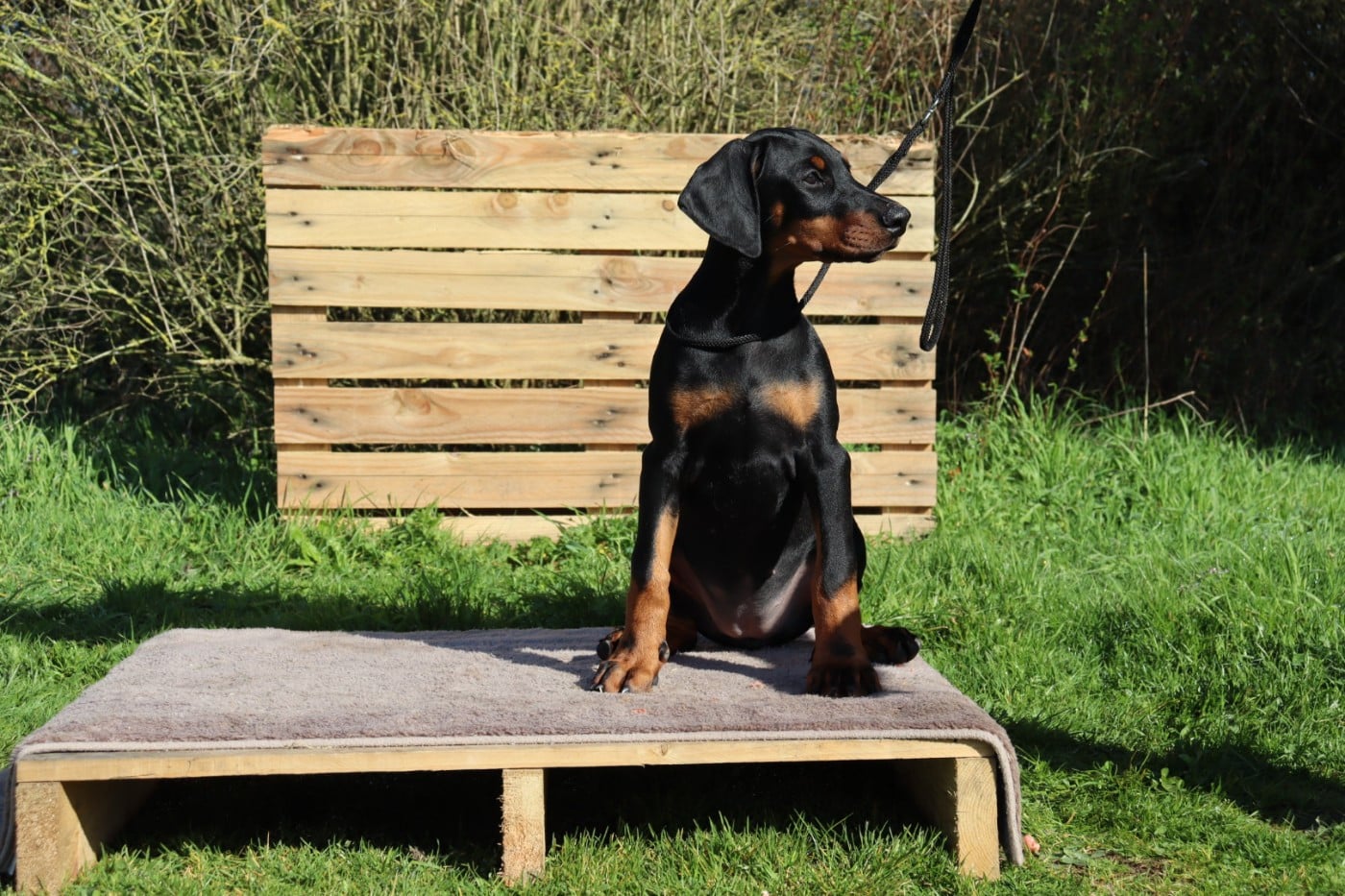 Femelle Collier GRIS