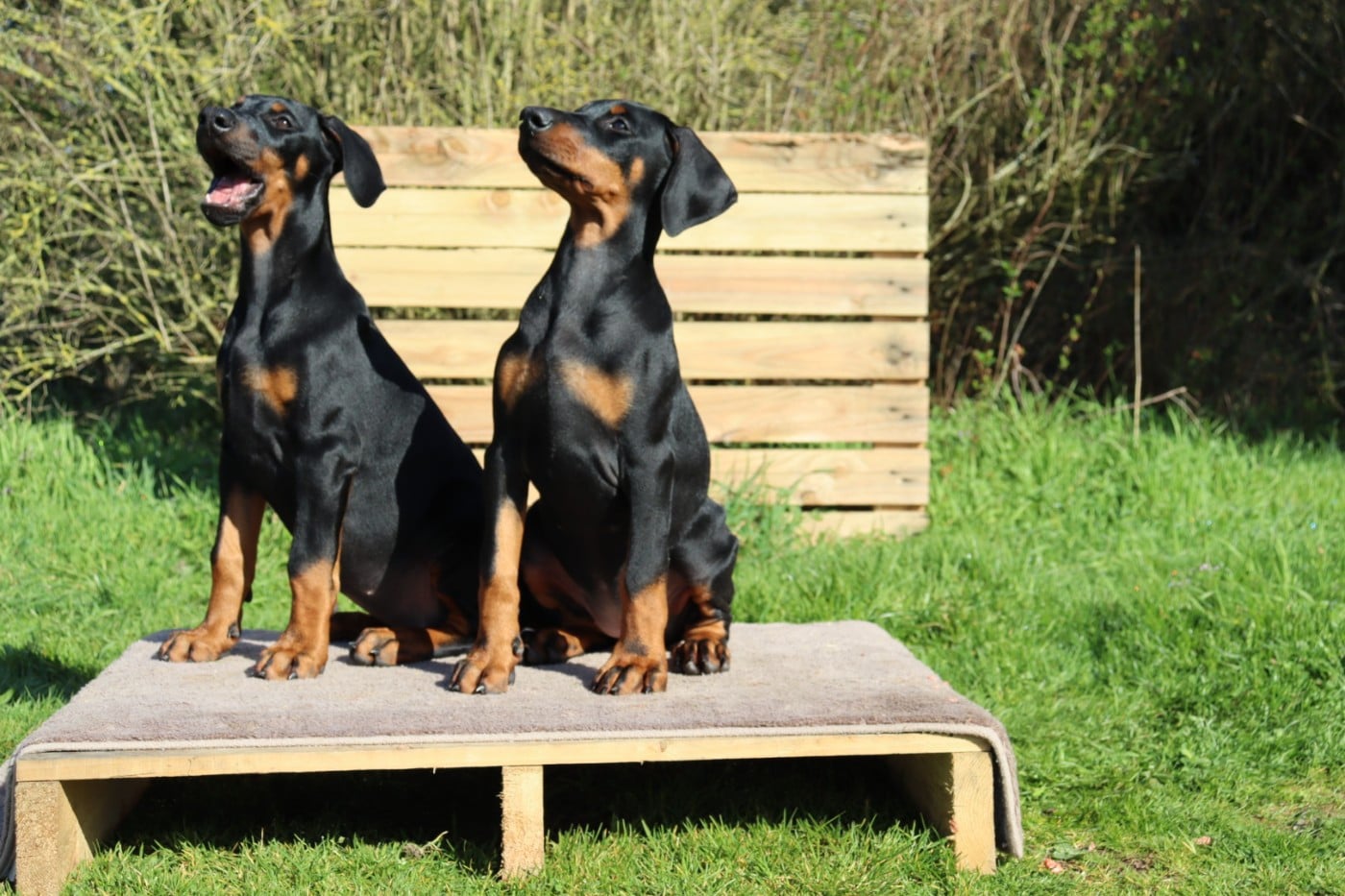 Femelle Collier GRIS