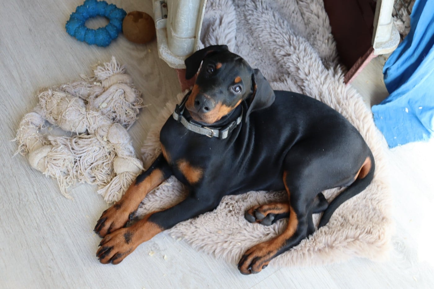 Femelle Collier GRIS