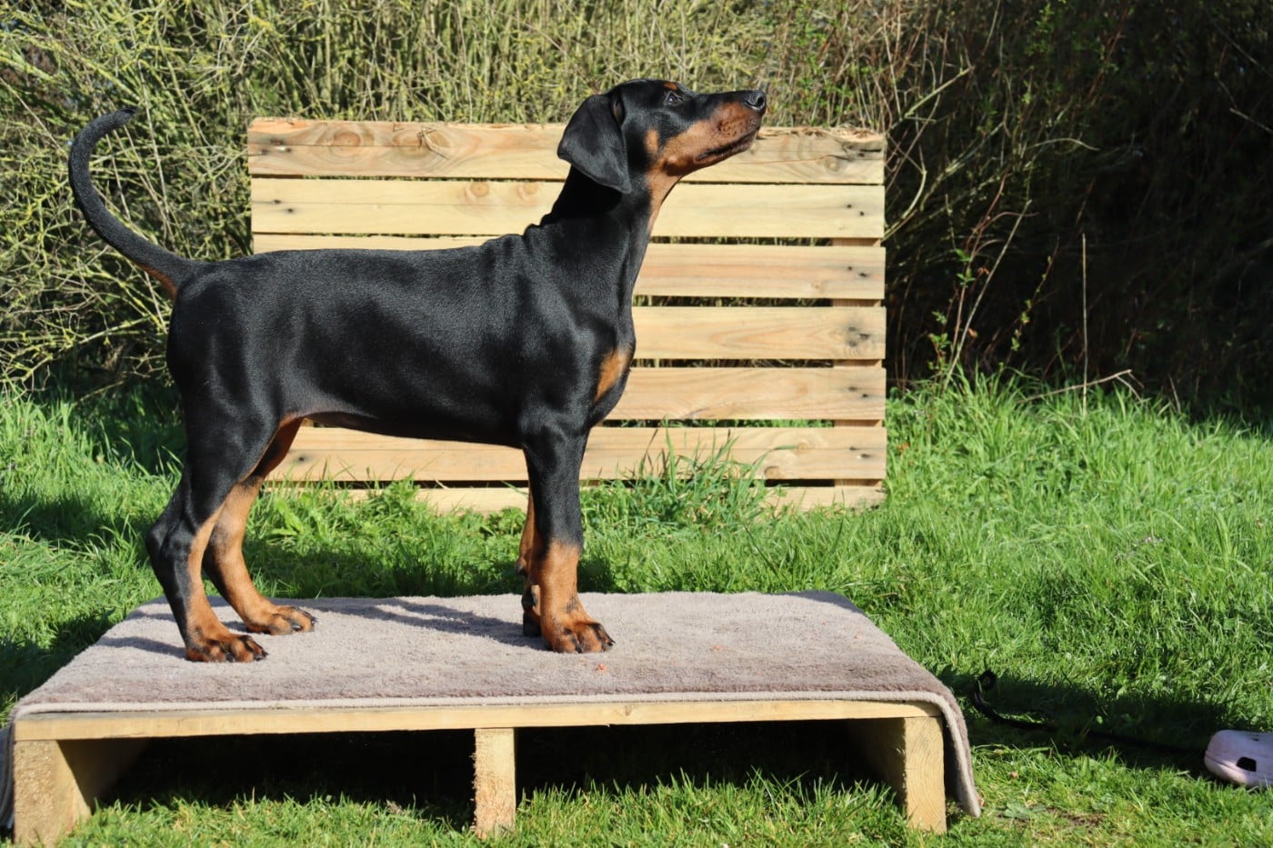 Femelle Collier GRIS