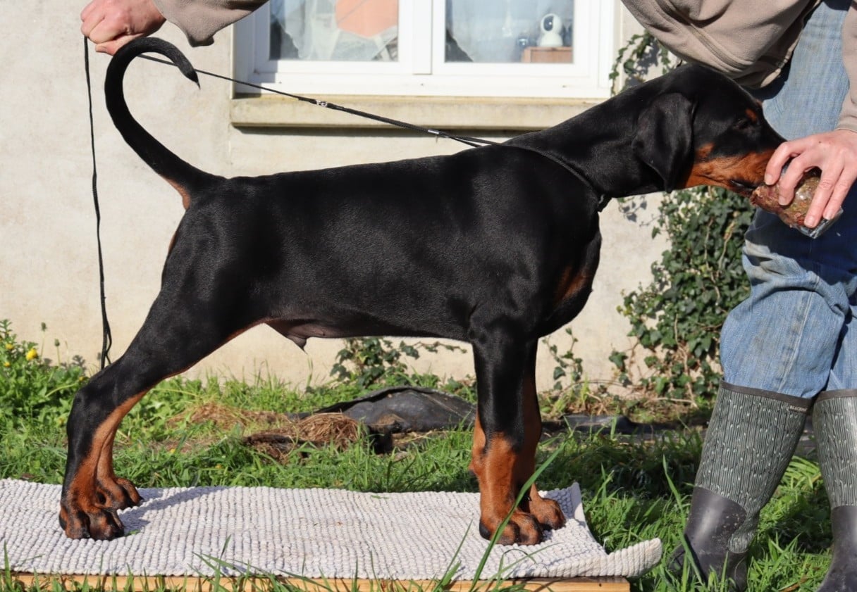 Dobermann - Du temple de kali