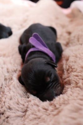 Les chiots de Dobermann