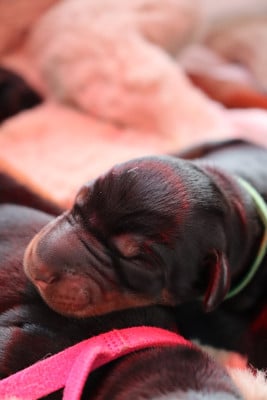 Les chiots de Dobermann