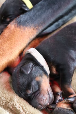 Les chiots de Dobermann