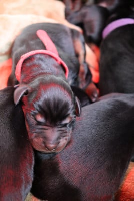 Les chiots de Dobermann