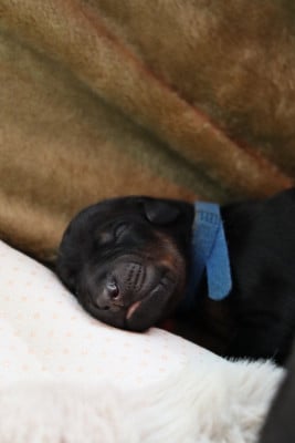 Les chiots de Dobermann