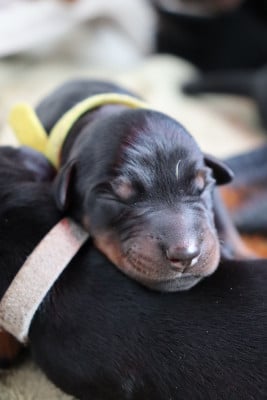 Les chiots de Dobermann