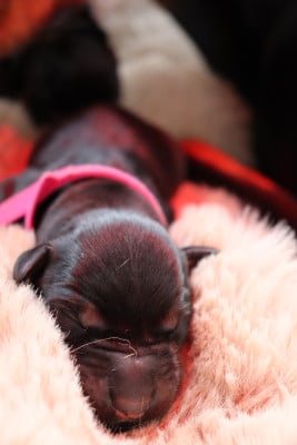 Les chiots de Dobermann