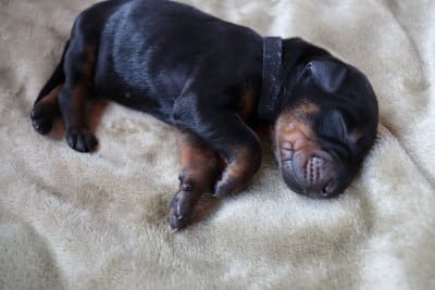 Les chiots de Dobermann