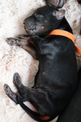 Les chiots de Dobermann