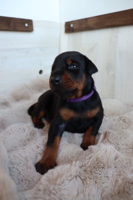 Les chiots de Dobermann