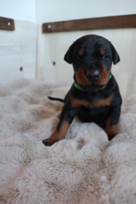 Les chiots de Dobermann