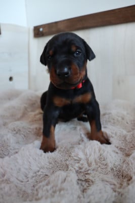 Les chiots de Dobermann