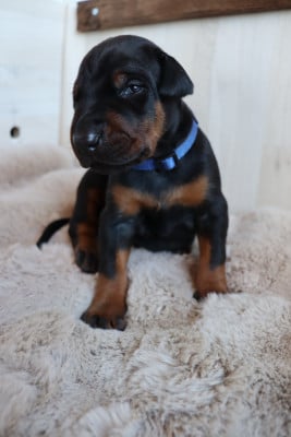 Les chiots de Dobermann