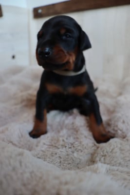 Les chiots de Dobermann