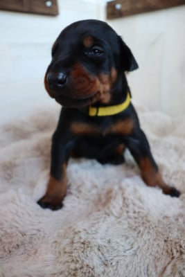 Les chiots de Dobermann