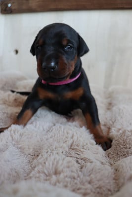 Les chiots de Dobermann