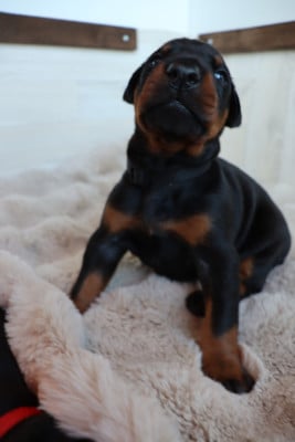 Les chiots de Dobermann