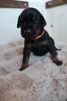 Les chiots de Dobermann