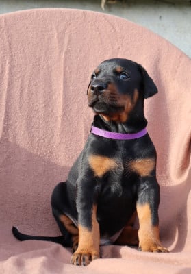 Les chiots de Dobermann