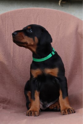 Les chiots de Dobermann