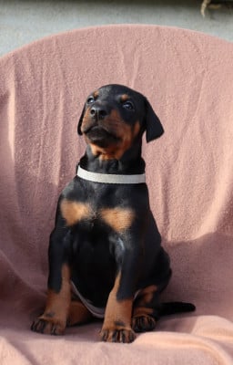 Les chiots de Dobermann