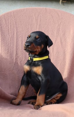 Les chiots de Dobermann