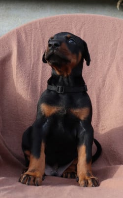Les chiots de Dobermann