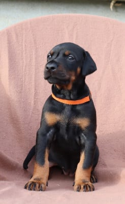 Les chiots de Dobermann
