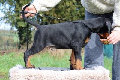 Les chiots de Dobermann