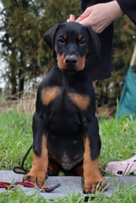 Les chiots de Dobermann