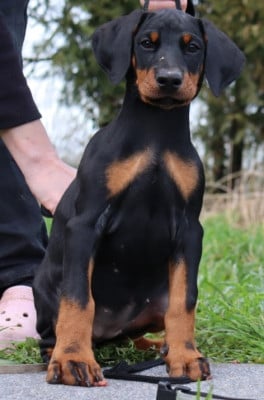 Les chiots de Dobermann