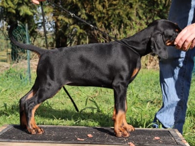 Les chiots de Dobermann