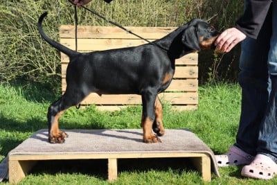Les chiots de Dobermann