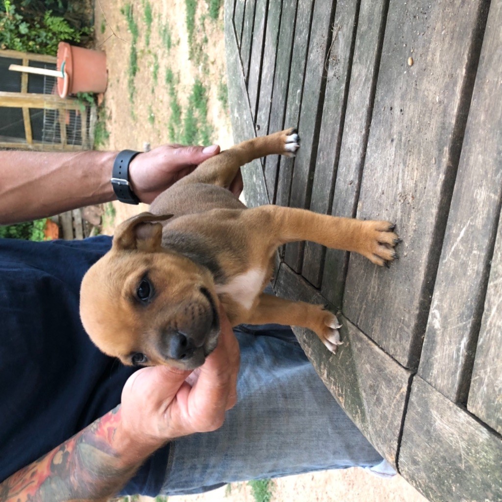 CHIOT - Staffordshire Bull Terrier
