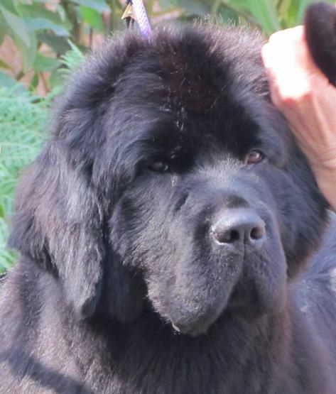 Publication : Anmalamual