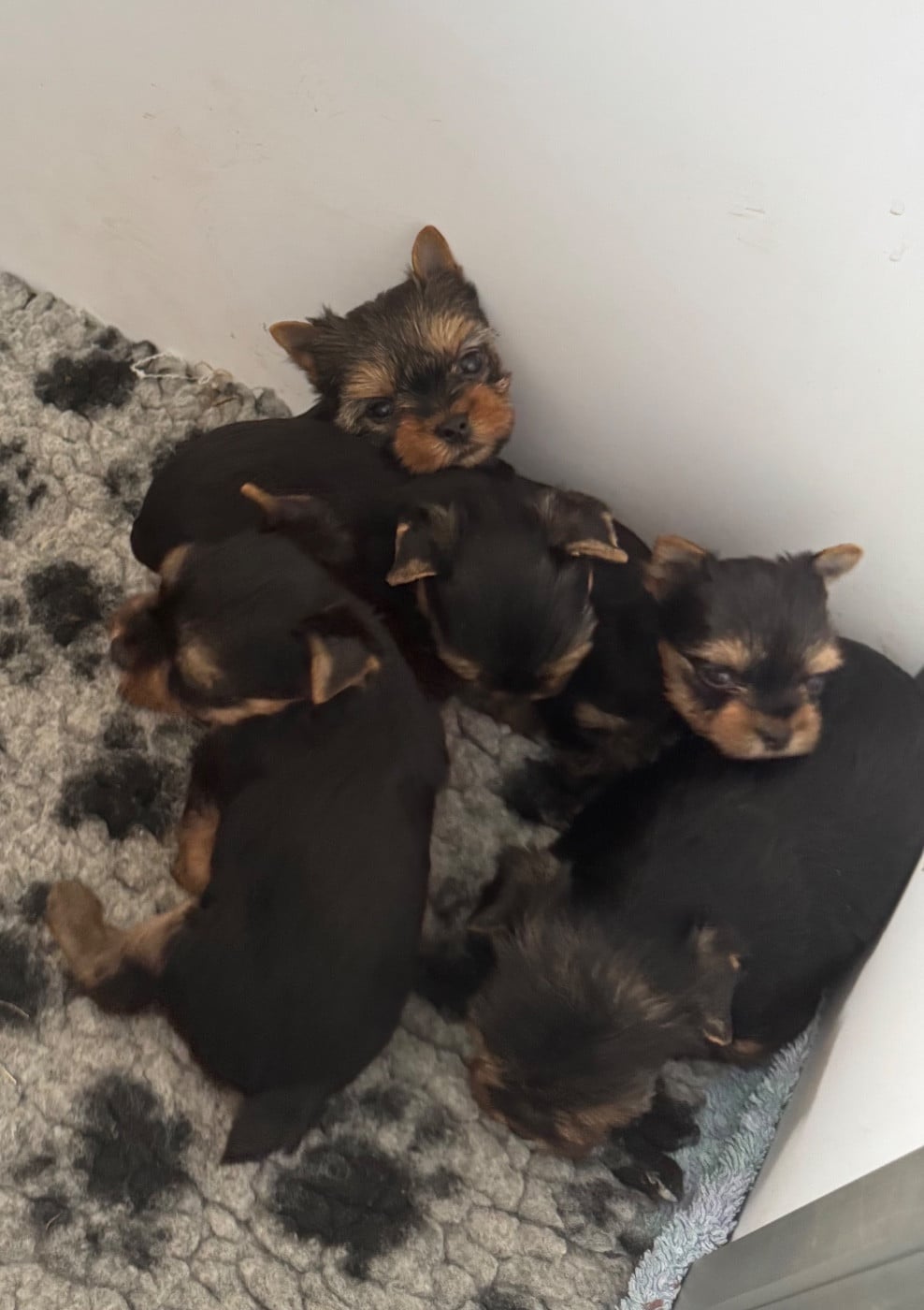 Chiot N°1 - Yorkshire Terrier