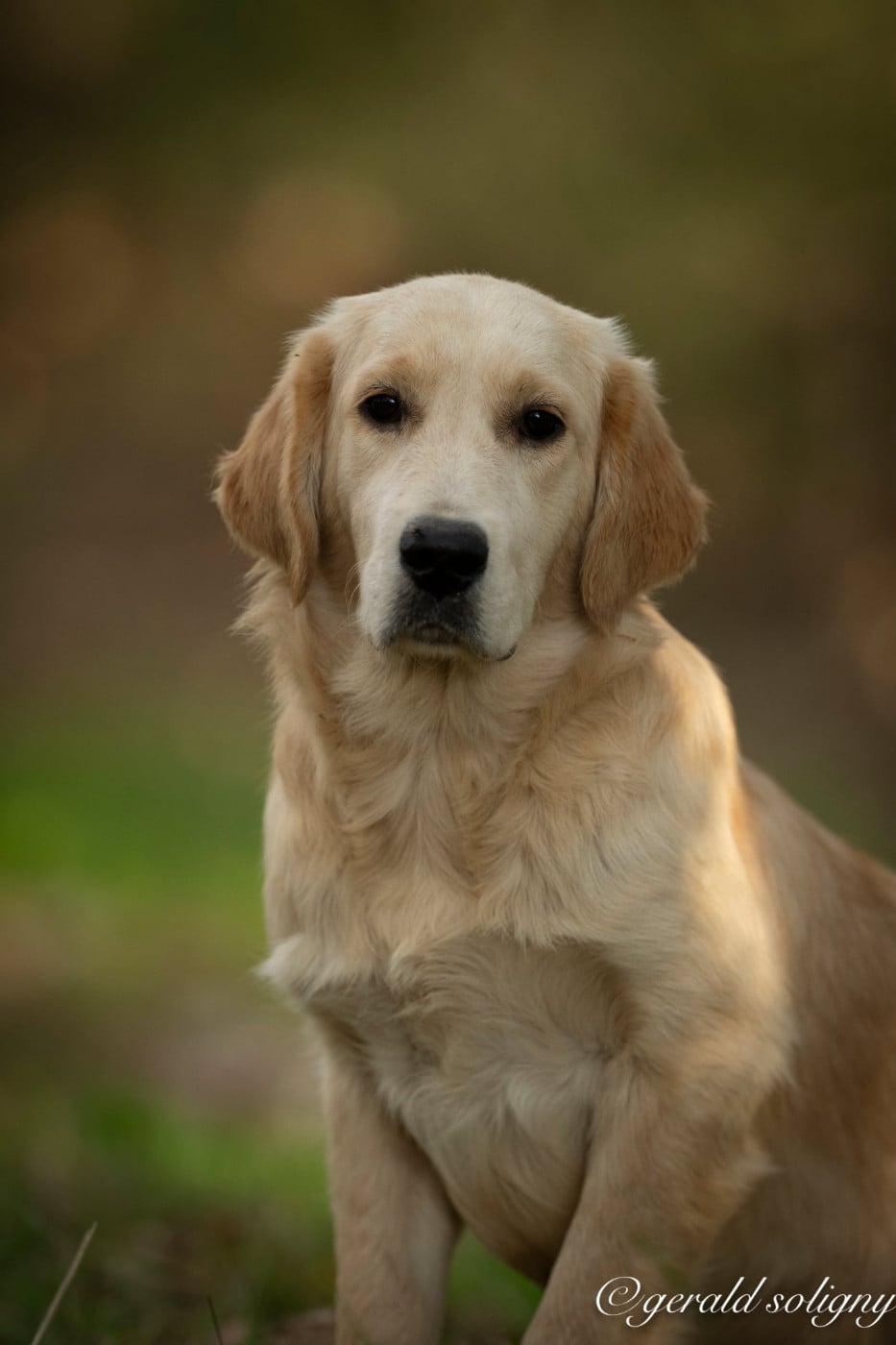 Dix-Huit Carats Bahama Mamma - Golden Retriever