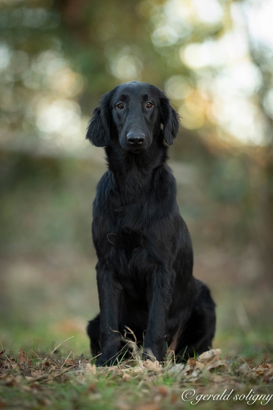 Bienvenue chez nous - Flat Coated Retriever
