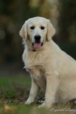 Les chiots de Golden Retriever