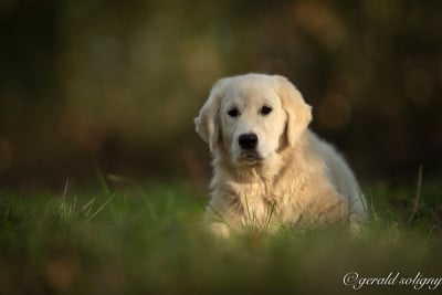 Dix-Huit Carats Batida De Coco - Golden Retriever